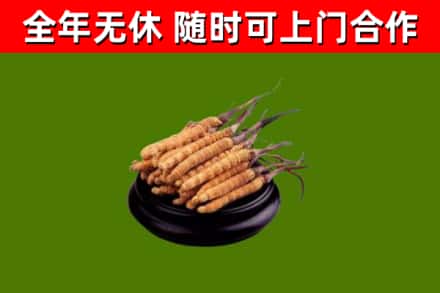 策勒回收冬虫夏草