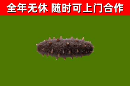 策勒回收海参干